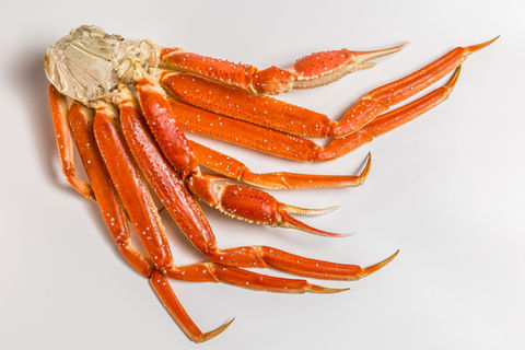 Crabe des neiges