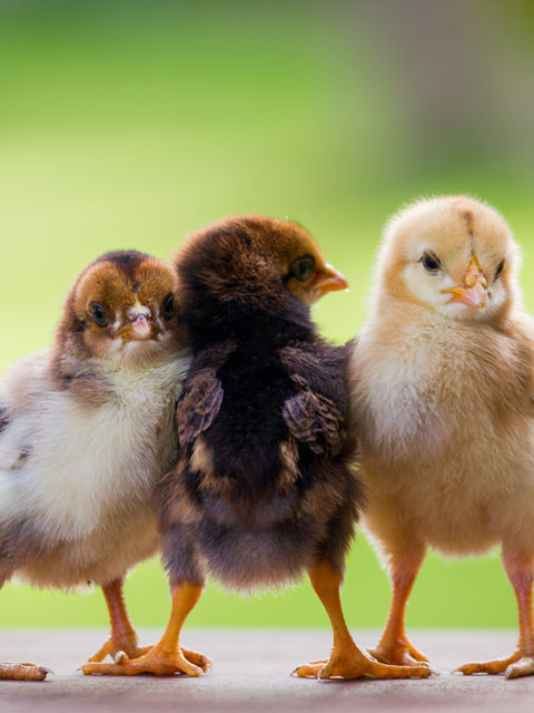 Hatchery