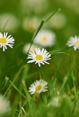 biodiversité du gazon