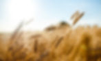 wheat on farm close up