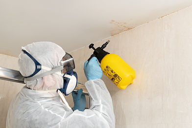 mold removal service