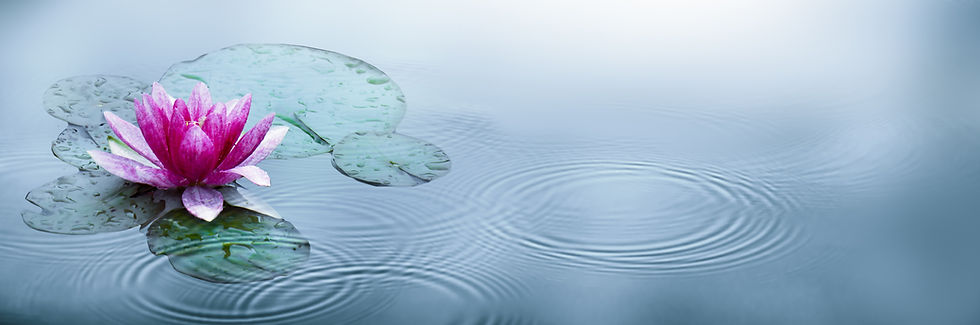 lotus flower on lake