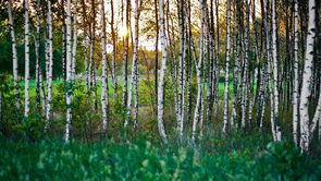 Tree Pollen Allergy Calendar and Guide