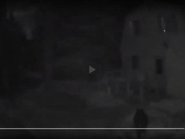 Face to Face With a Black Bear.  Or on the Game Cam, same thing...