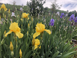 My Mother's Irises
