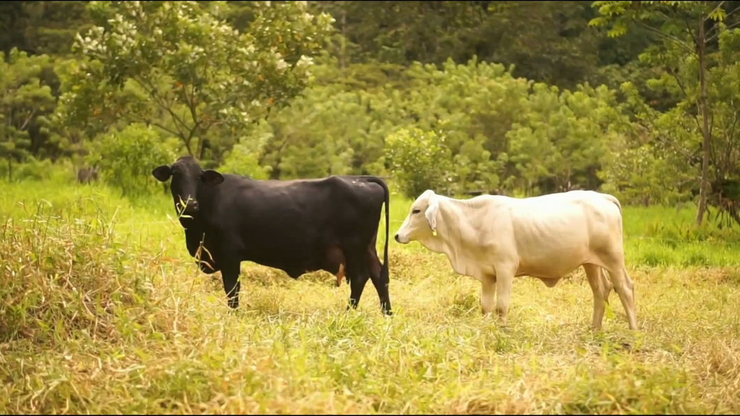 At Rancho Margot, the sustainable resort in Costa Rica, you will find our cows chilling in the gras. The meat and dairy we serve in our restaurant comes from our very own animals.