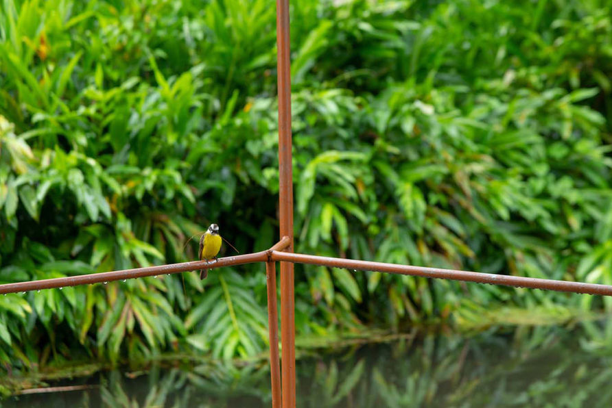 Events in the middle of a rainforest lake, watching interesting birds and enjoying eachothers company - the lake & event center at the eco hotel in Costa Rica offers you that and more.