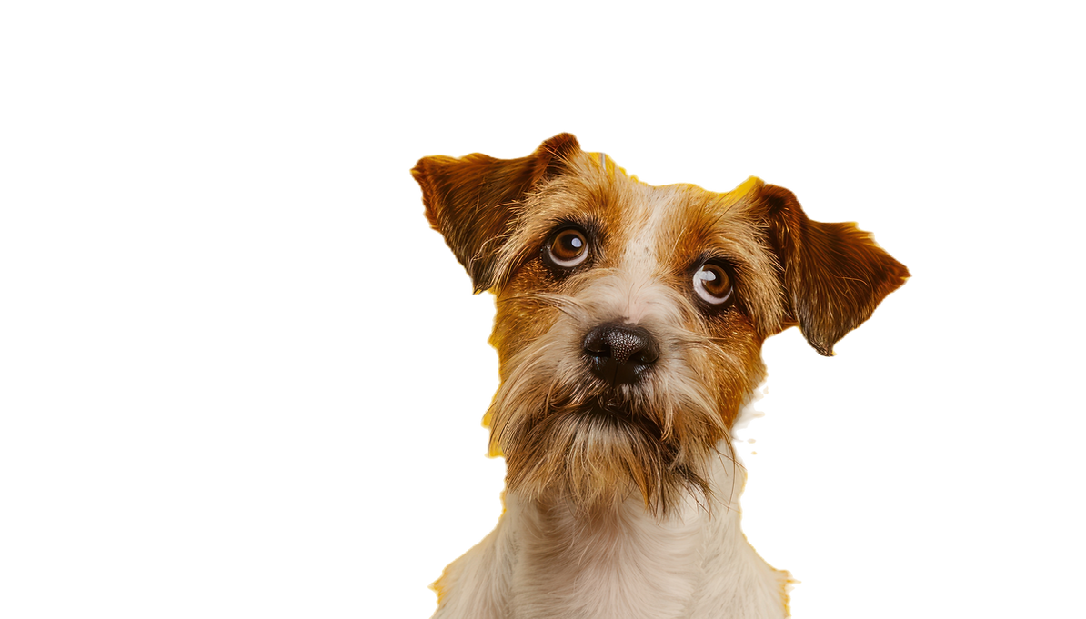 click dog 5_edited.png