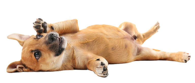 AdobeStock_99354602_edited.png