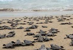 Bioluminiscencia y Liberacion de Tortugas