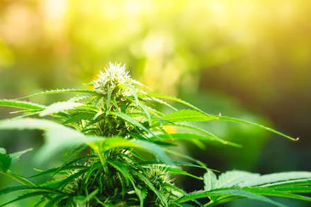 150985759-plante-de-cannabis-mûre-chanvre-fleur-de-marijuana-femelle-en-fleurs-et-feuilles