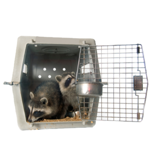 Humane Animal Trapping