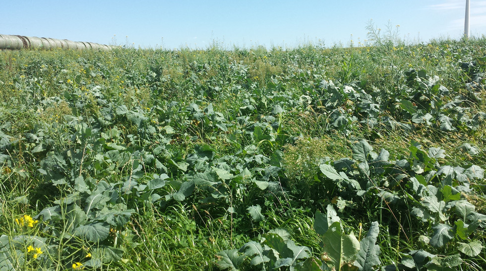 Gallery Lincoln SWCD