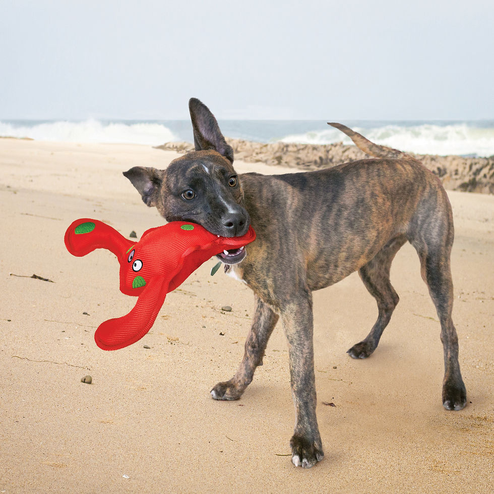 Thumbnail: KONG Belly Flops Lobster, Medium