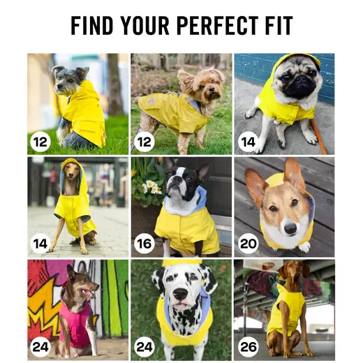 Thumbnail: Canada Pooch Torrential Tracker