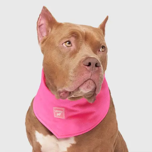 Thumbnail: Canada Pooch Cooling Bandana