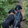 Thumbnail: Kurgo Double Dog Leash Extender