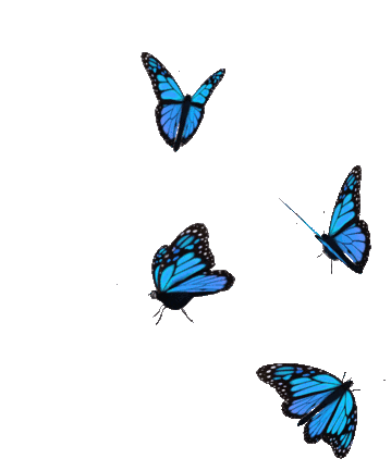 animated butterfly gif 2.gif