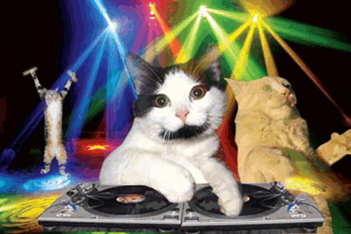 disco-party-dancing-cat-meme-08f15s4y2eychp32-1590050469.gif