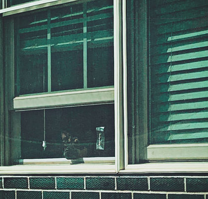 A photo o Lainy Dove's dog Chester looking out the window of her house
