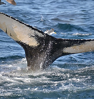 humpback-whale-2819470_1280 (1).jpg