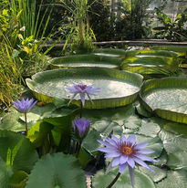IMG_0228.jpeg