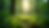 Eye-level view of a lush green forest with sunlight filtering through the leaves