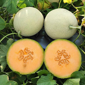 melon huetamo oficial.jpeg