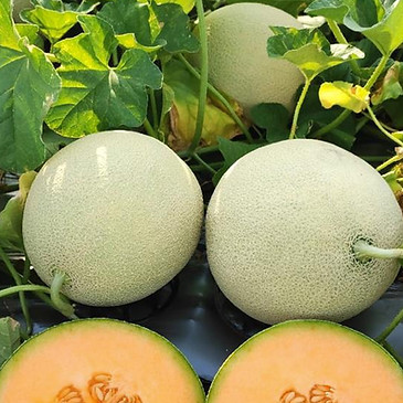 melon huetamo oficial.jpeg
