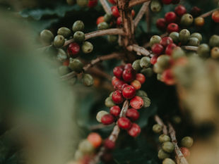 The Journey Of Coffee - From Coffee Plantations Beyond Your Cup