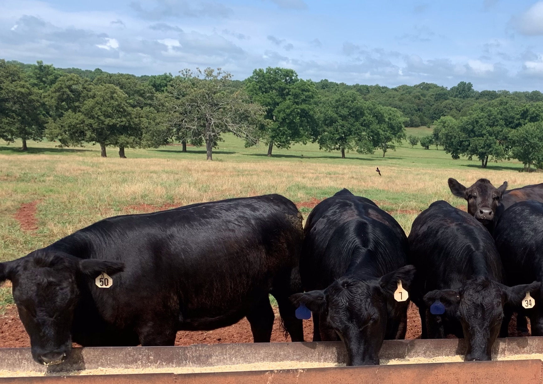 Four or more Whole Beef, $4.50 per lb dressed weight