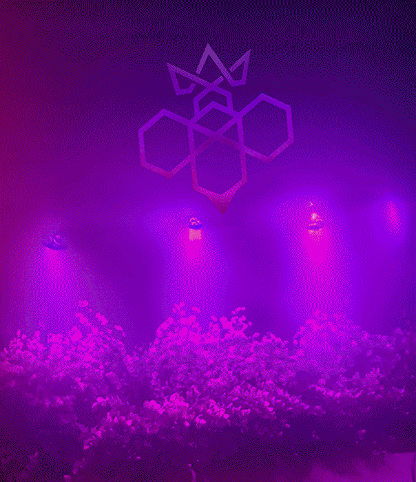 QBH-buzz_800set-v2.gif