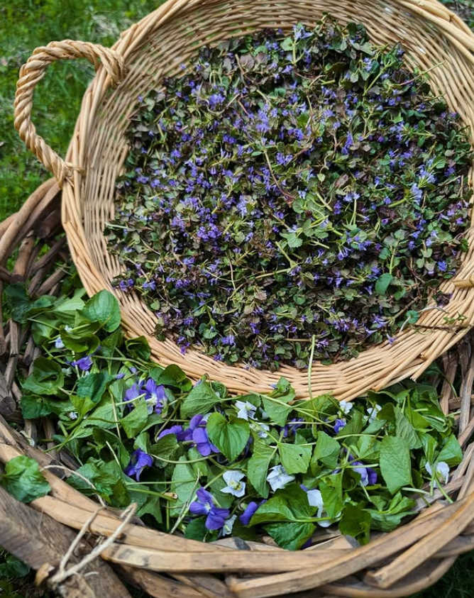 Baskets of foraged ground ivy and violet.