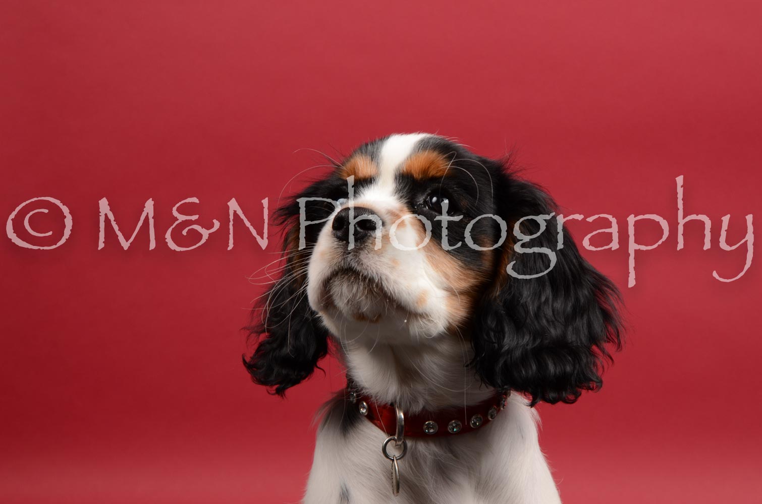 M&N Photography -DSC_8459