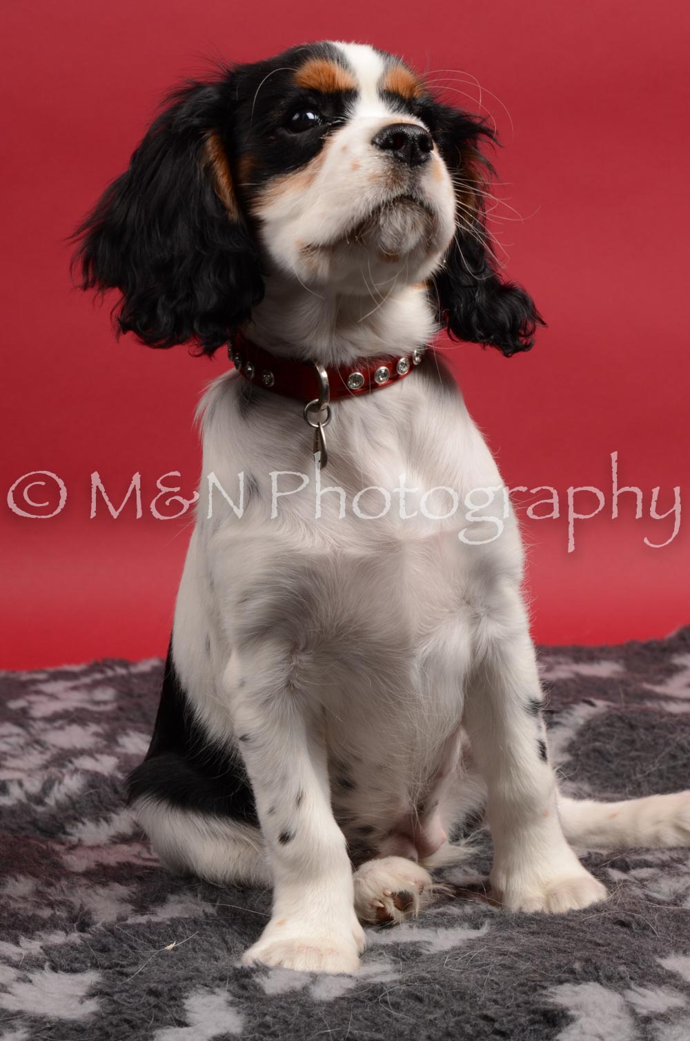 M&N Photography -DSC_8456