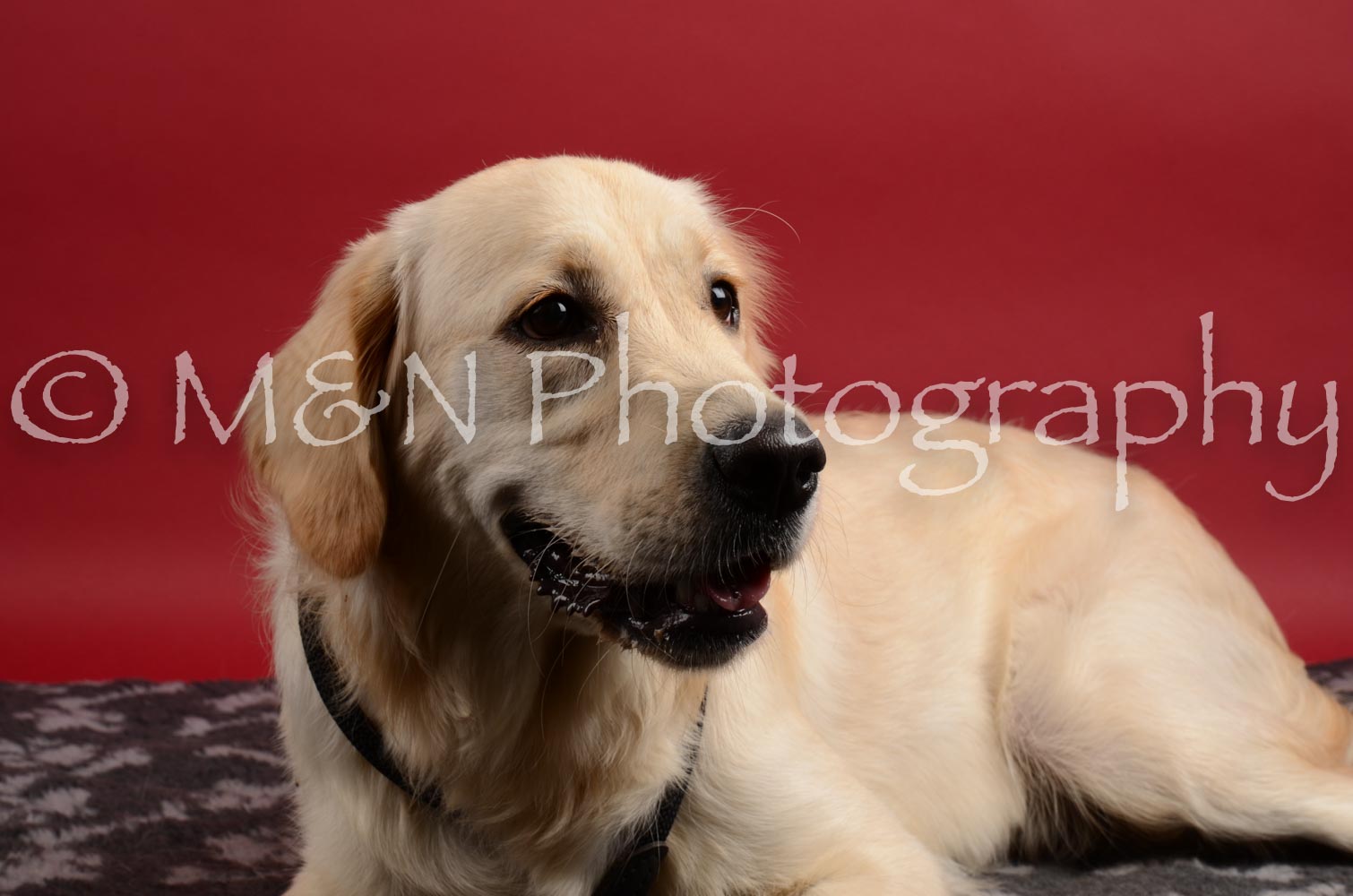 M&N Photography -DSC_8630