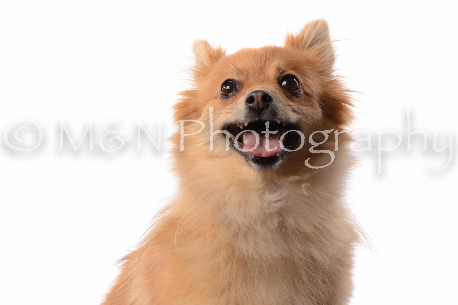 M&N Photography -DSC_8847