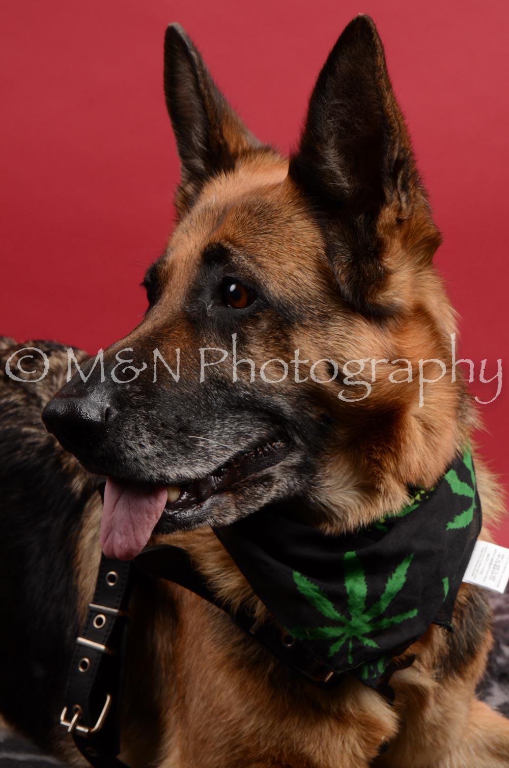 M&N Photography -DSC_8591