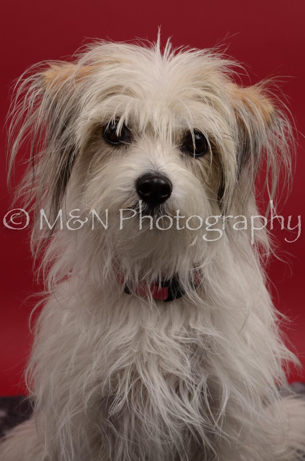 M&N Photography -DSC_8399