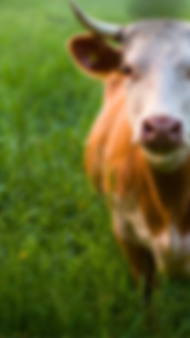 Dark Drown New Blog Post Instagram Story (2).png