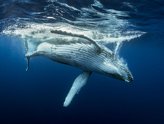 Humpback Whales (Megaptera Novaeangliae), Underwater View, Tonga, Western, Fiji.jpg
