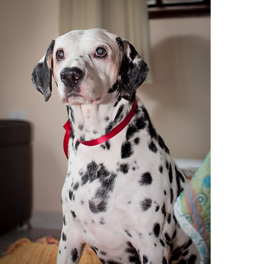 dalmation.png