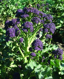 BROCCOLETTI SPROUTING