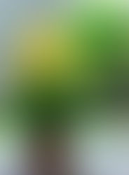 O dia em que eu comprei um vasinho com flores