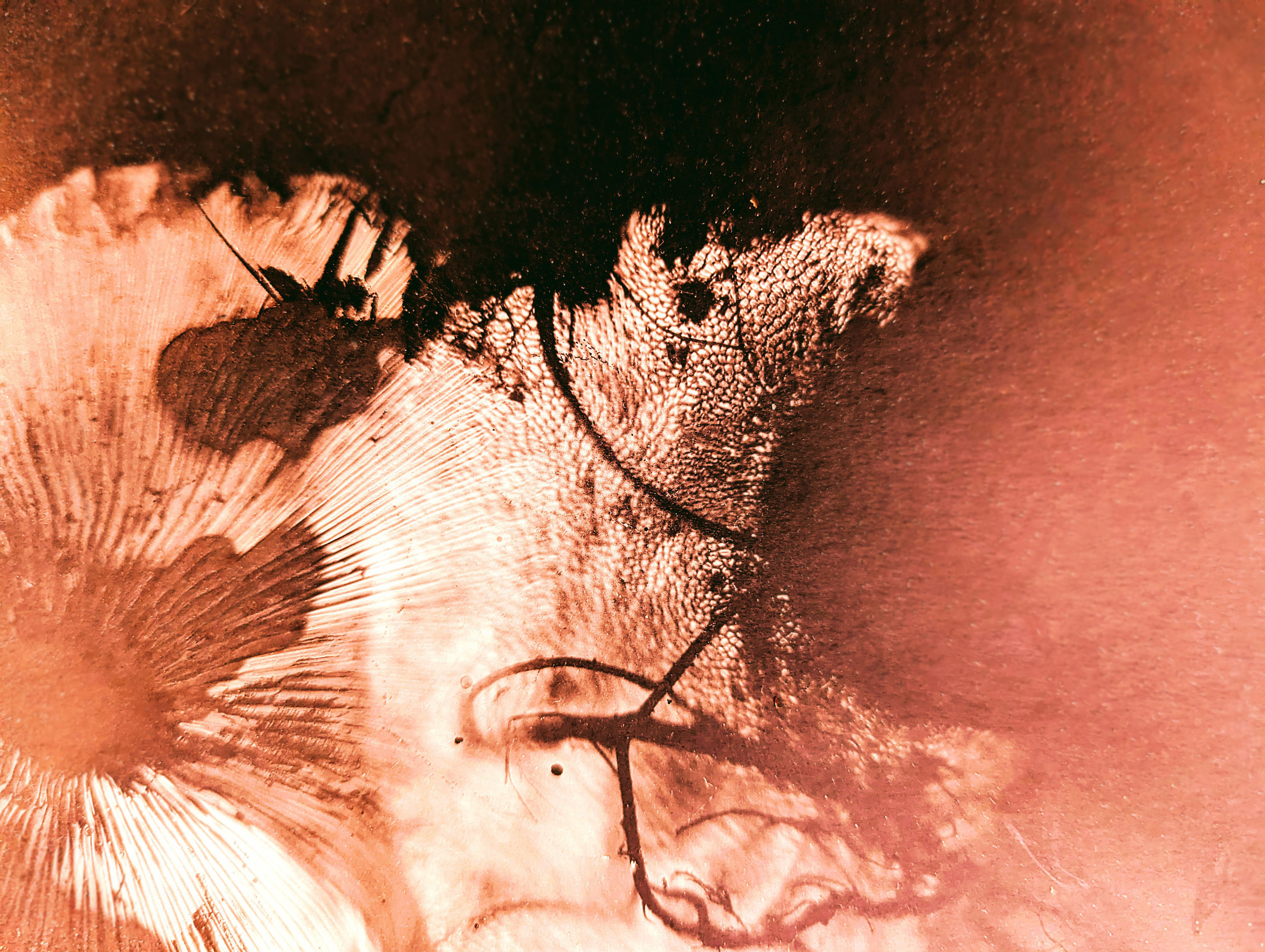 Panic in Forest Firre