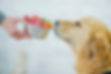 247350-1600x1067-healthy-dog-food.jpeg