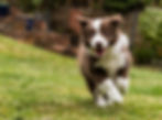 Border_Collie_Run_Grass_498750
