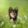 1468671598-chihuahua-grama_edited