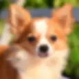 chihuahua_p