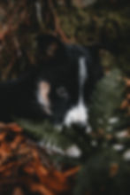 will-swann-486653-unsplash